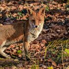 Jungfuchs im Bilsteintal