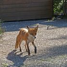 Jungfuchs im Garten verirrt in Hahnenklee/Harz