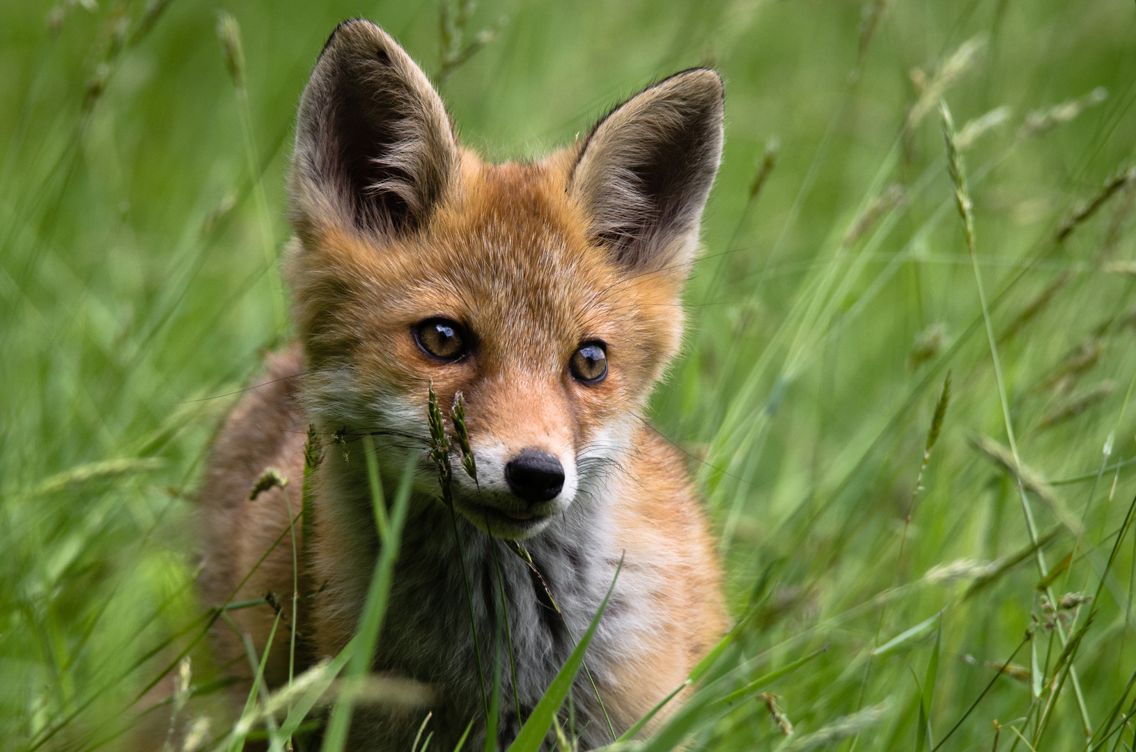 Jungfuchs im hohen Gras