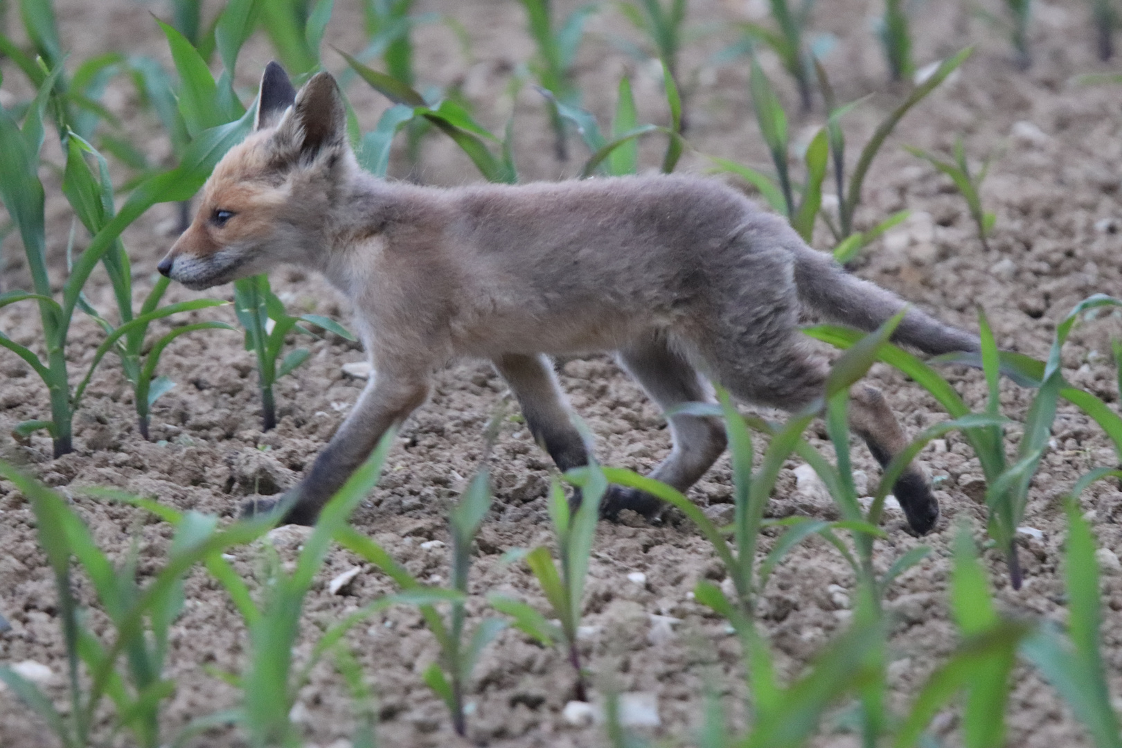 Jungfuchs im Maisfeld