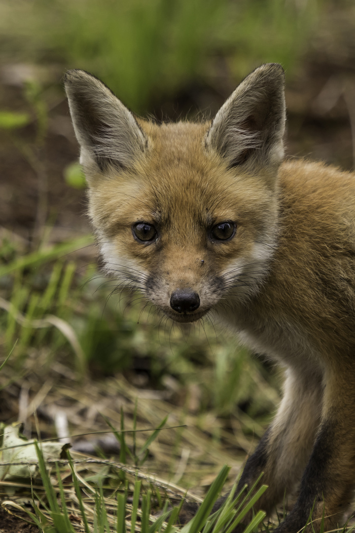 Jungfuchs im Moor