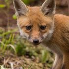 Jungfuchs im Moor