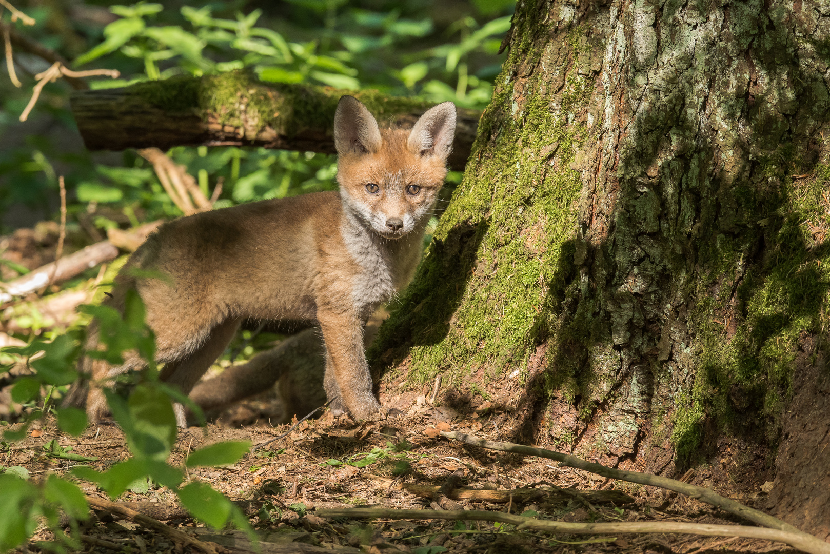 Jungfuchs im Sonnenlicht