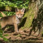 Jungfuchs im Sonnenlicht