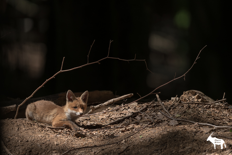 Jungfuchs im Spotlight