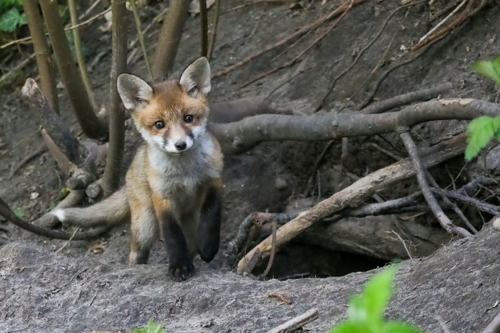 Jungfuchs in der Stadt