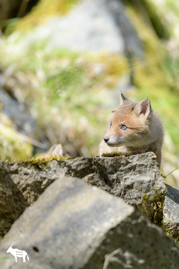 Jungfuchs in felsiger Umgebung