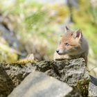 Jungfuchs in felsiger Umgebung