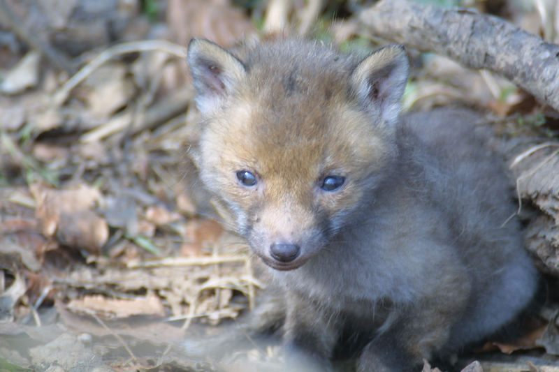 Jungfuchs in "Freier Wildbahn"