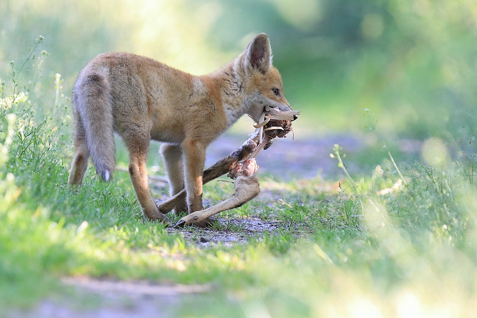 Jungfuchs mit Beute