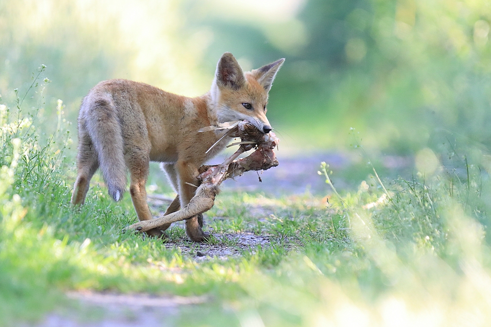 Jungfuchs mit Kitzläufen