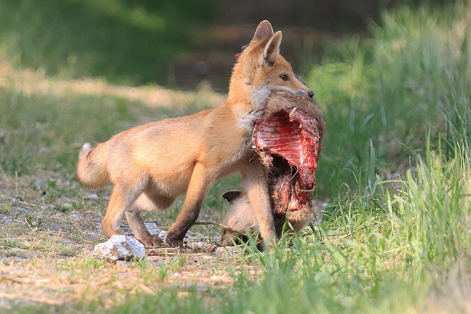 Jungfuchs mit Mahdopfer-Kitz