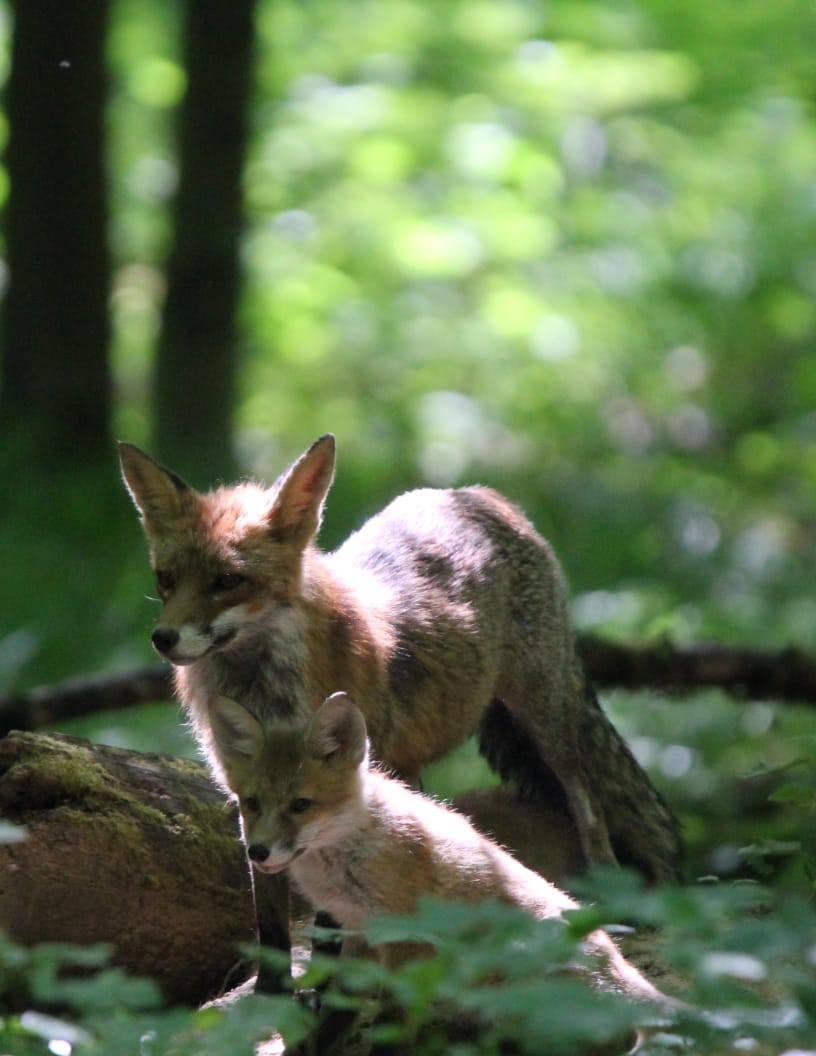 Jungfuchs mit Mama