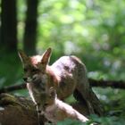 Jungfuchs mit Mama