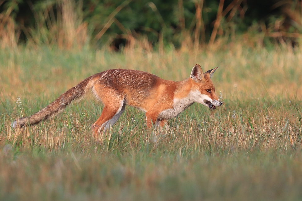 Jungfuchs mit Maus