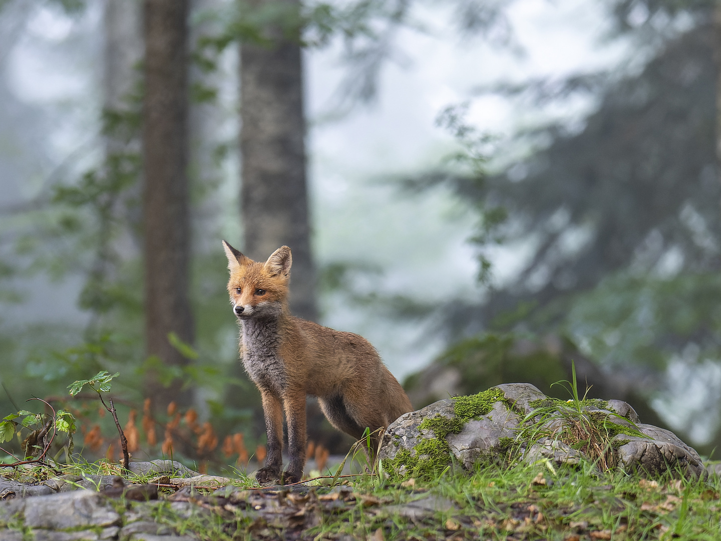 Jungfuchs nach dem Gewitter