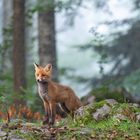 Jungfuchs nach dem Gewitter