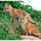 ---- Jungfuchs Nr. 1 ---- ( Vulpes vulpes )