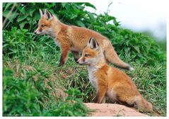 ---- Jungfuchs Nr. 1 ---- ( Vulpes vulpes )