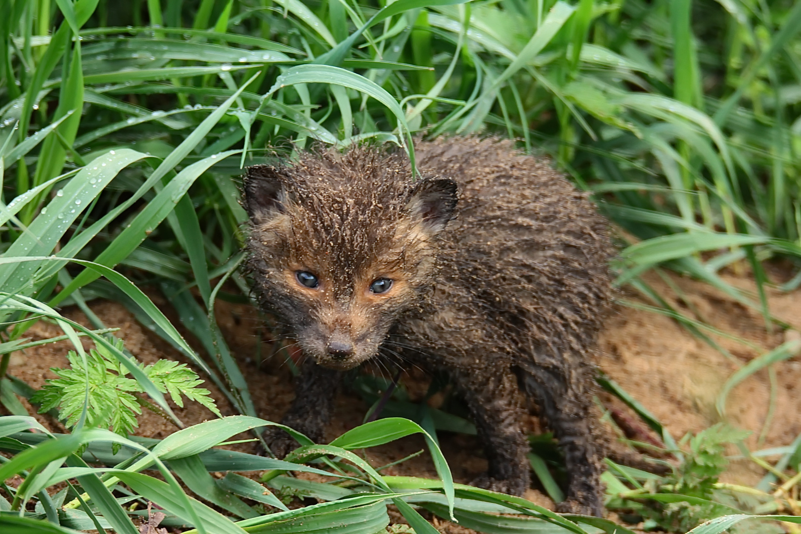 Jungfuchs "paniert"