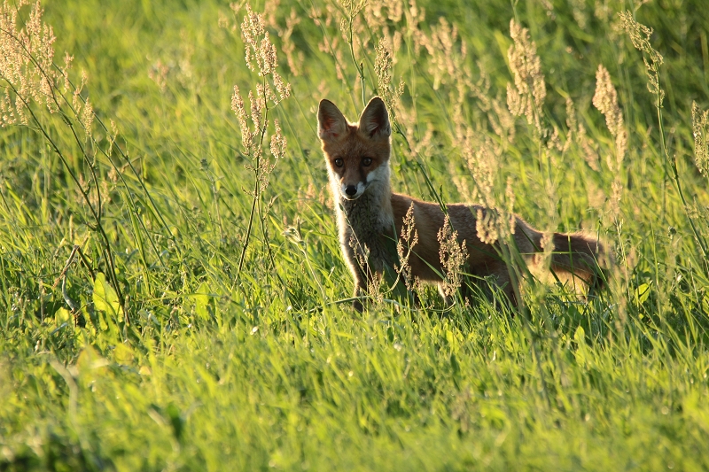 Jungfuchs reagiert aufs Mäuseln