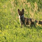 Jungfuchs reagiert aufs Mäuseln