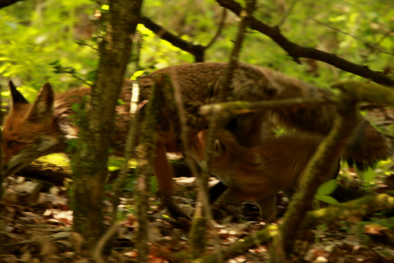 Jungfuchs säuft an der Alten