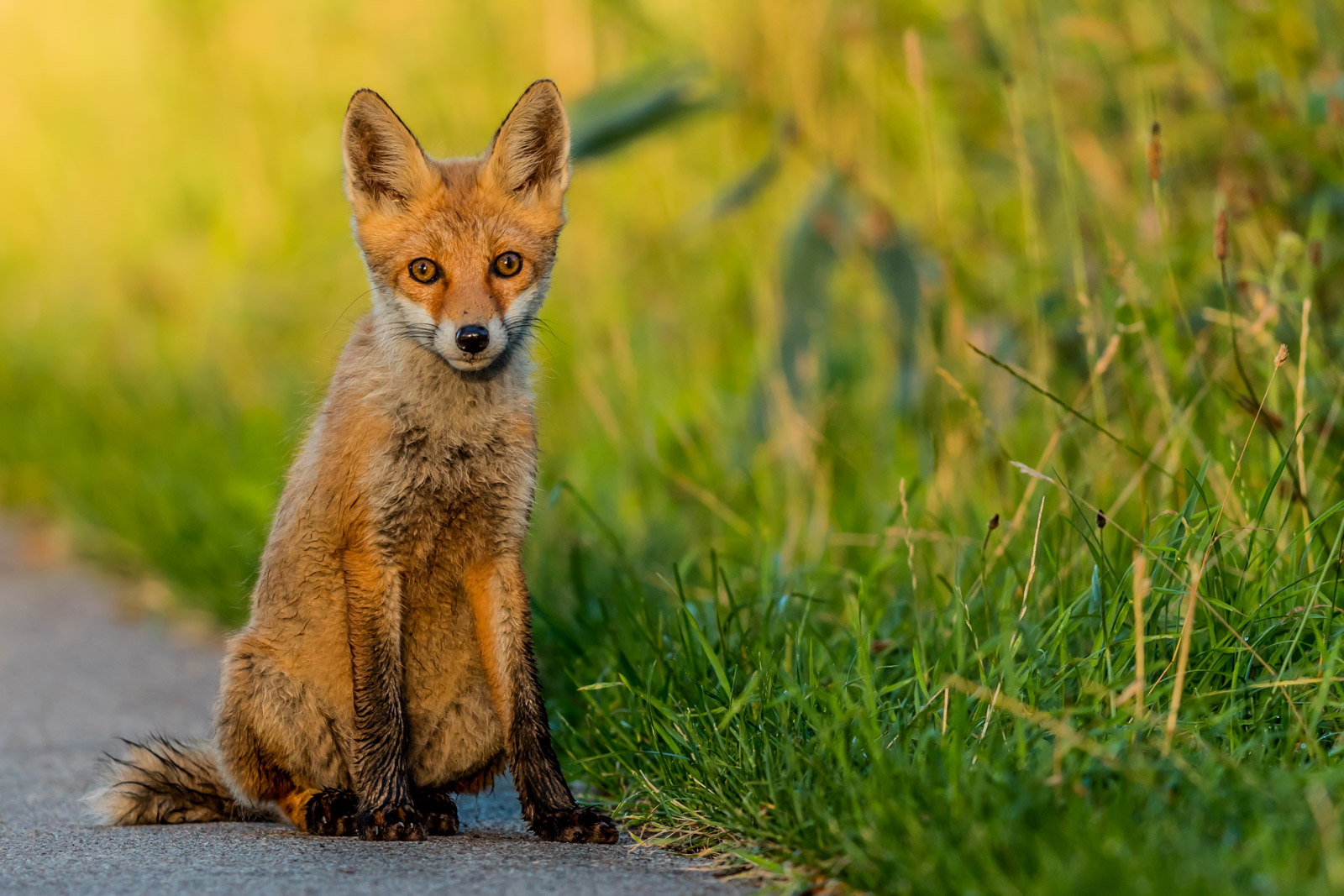 Jungfuchs sitzt Modell