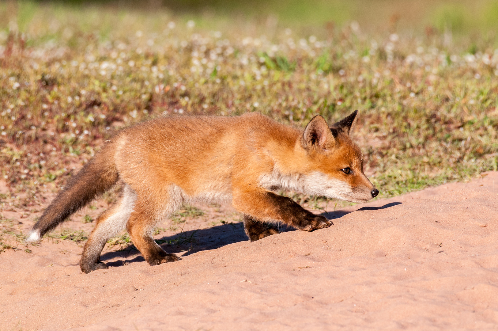 Jungfuchs übt das anpirschen