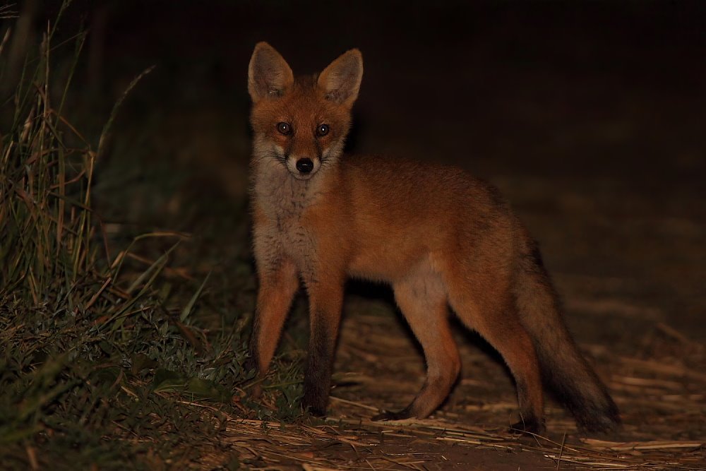 Jungfuchs um 00.19 Uhr