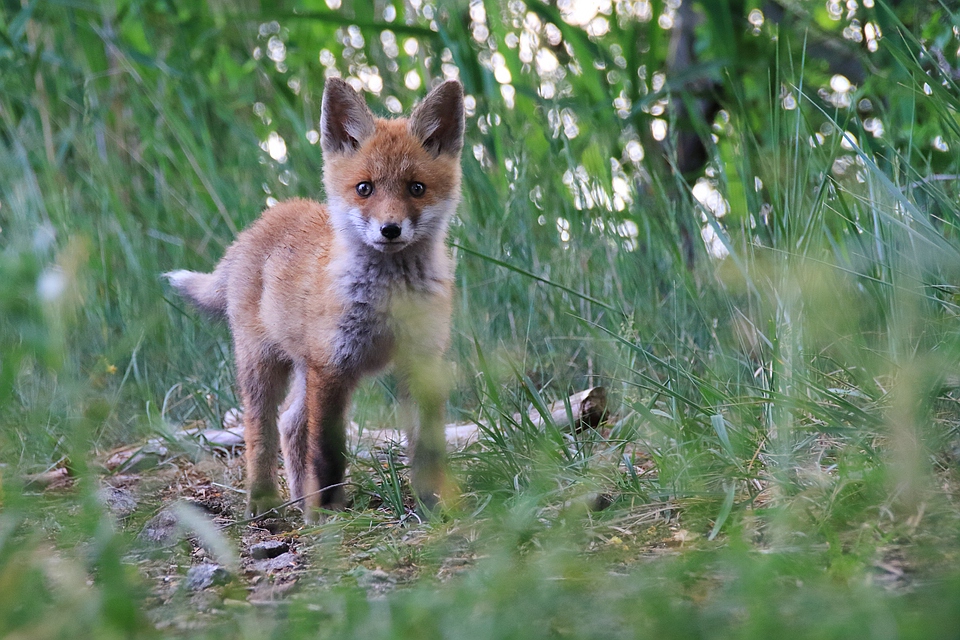 Jungfuchs von 2015