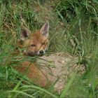 Jungfuchs vor dem Bau