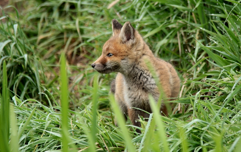 Jungfuchs vor dem Bau