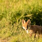 Jungfuchs vor dem Fuchsbau