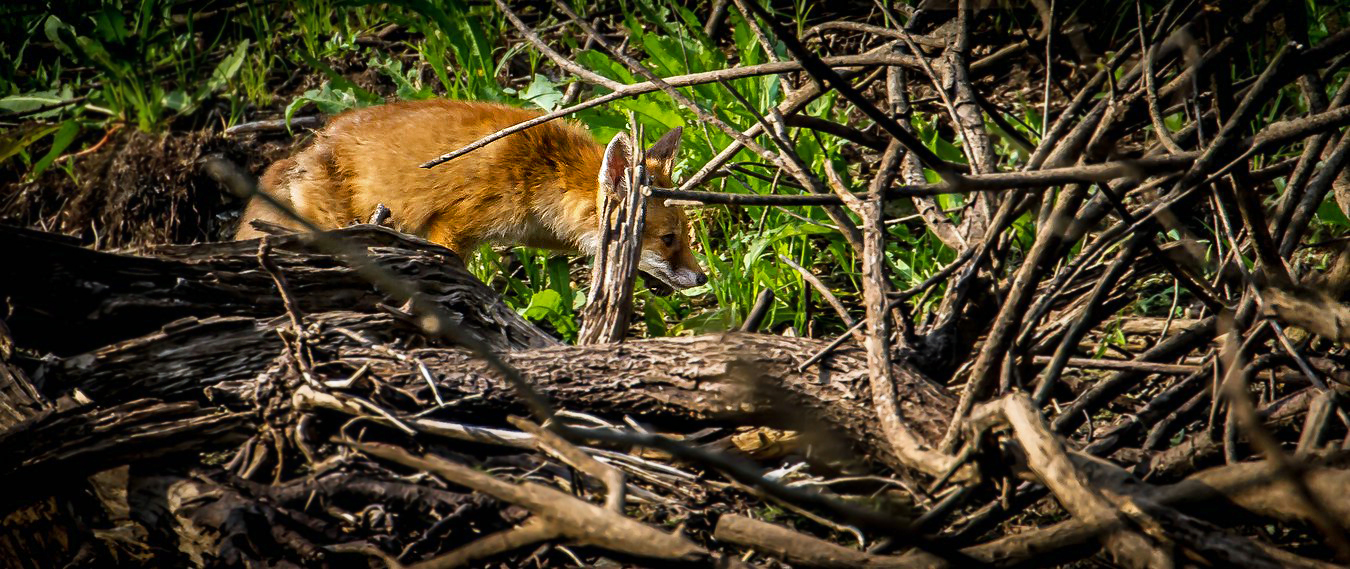 Jungfuchs vor der Linse