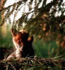 Jungfuchs vor seinem Bau