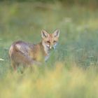 ~Jungfuchs  (Vulpes vulpes)~