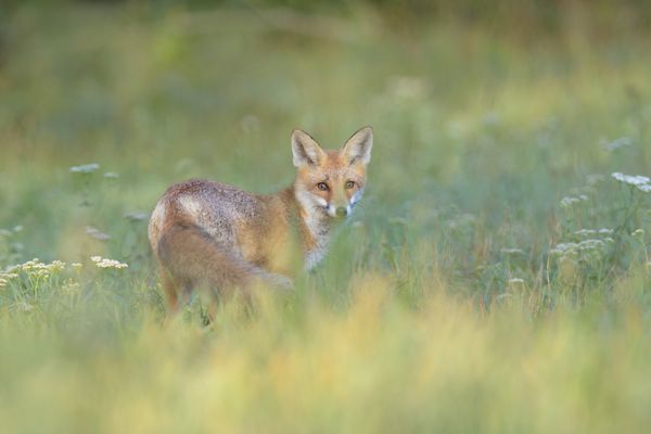 ~Jungfuchs  (Vulpes vulpes)~