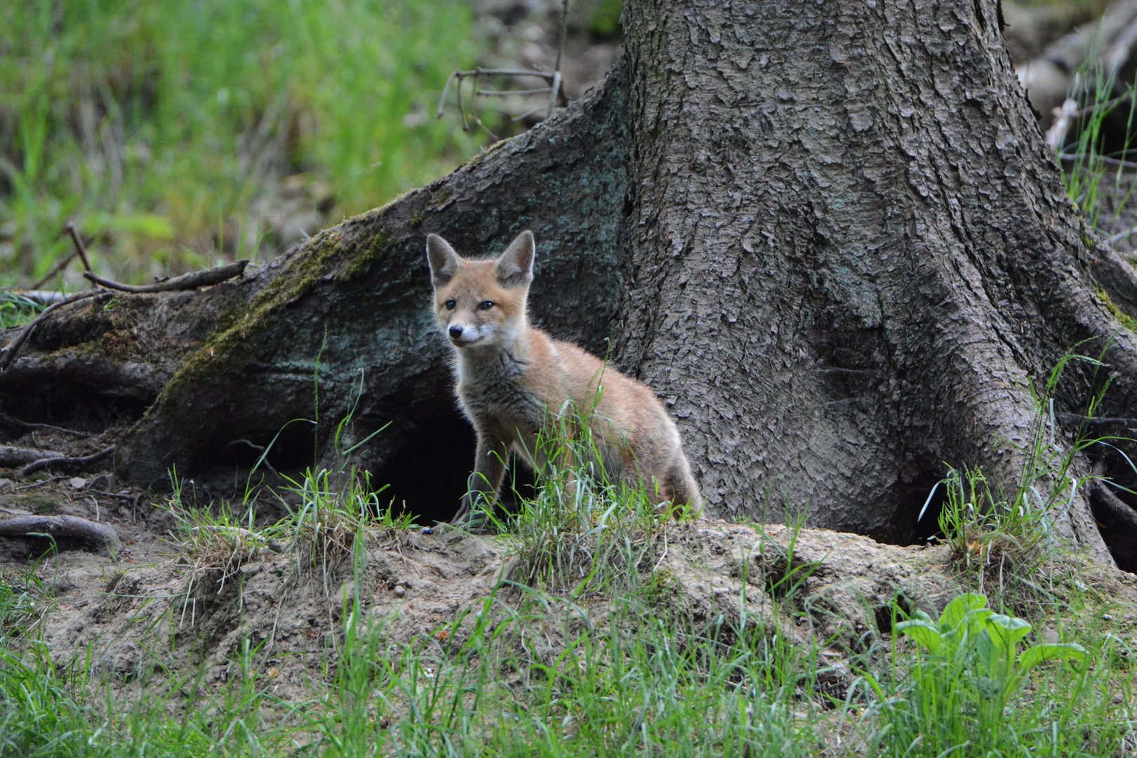 Jungfuchs will nicht im Archiv versauern