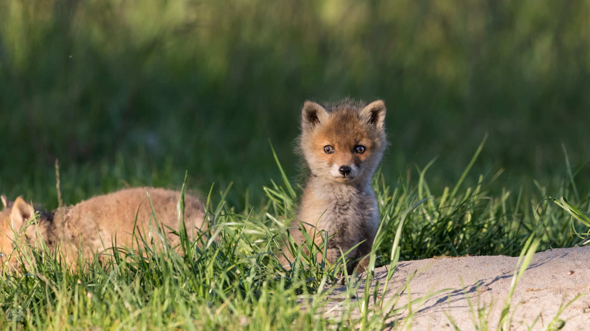 Jungfüchs (Vulpes vulpes)