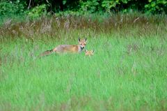 Jungfüchse im Gras