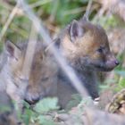 Jungfüchse Nr. 2  " Freier Wildbahn "