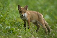 Jungfüchsle auf dem Waldweg