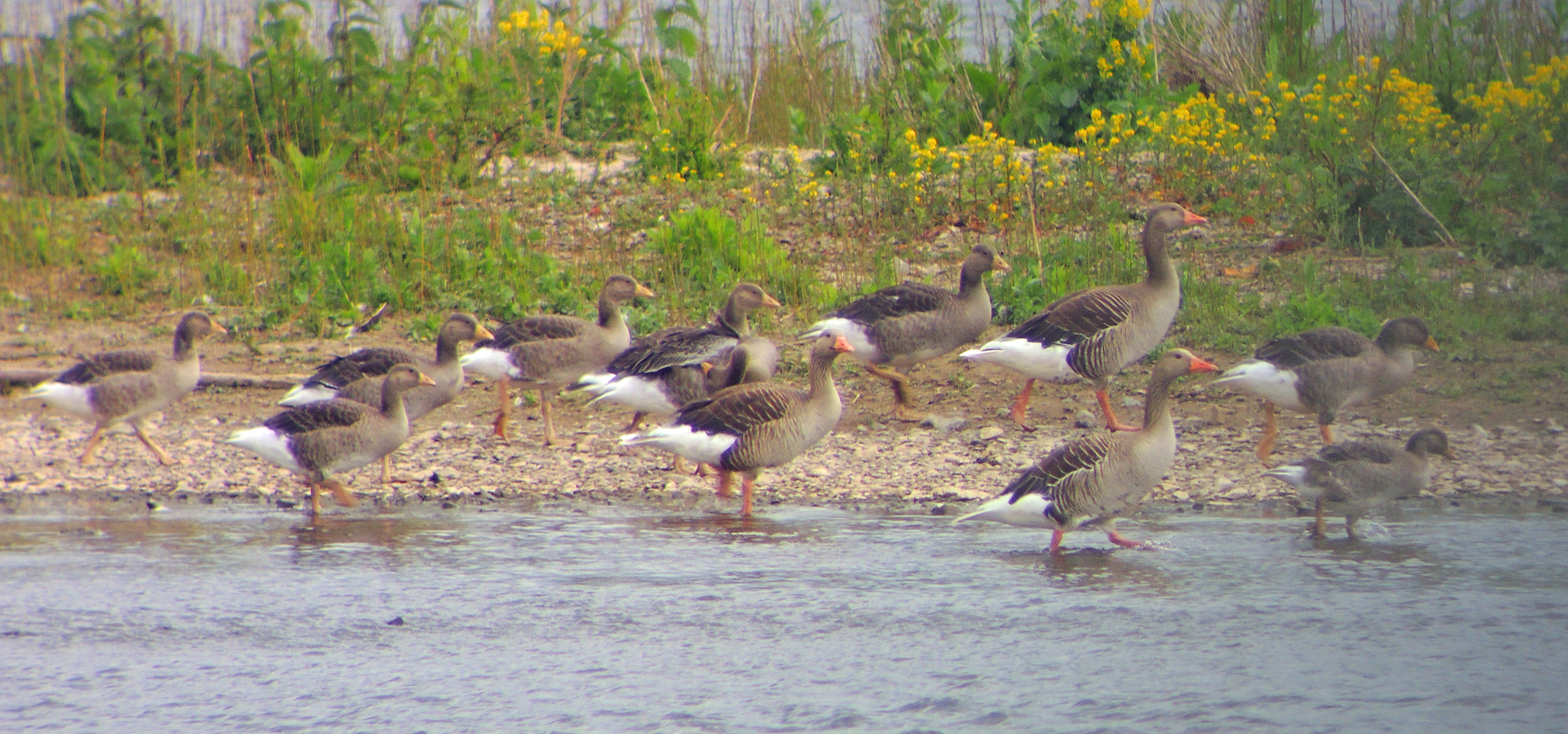 Junggänse an der Geschiebesperre in Hollenstedt.