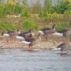 Junggänse an der Geschiebesperre in Hollenstedt.