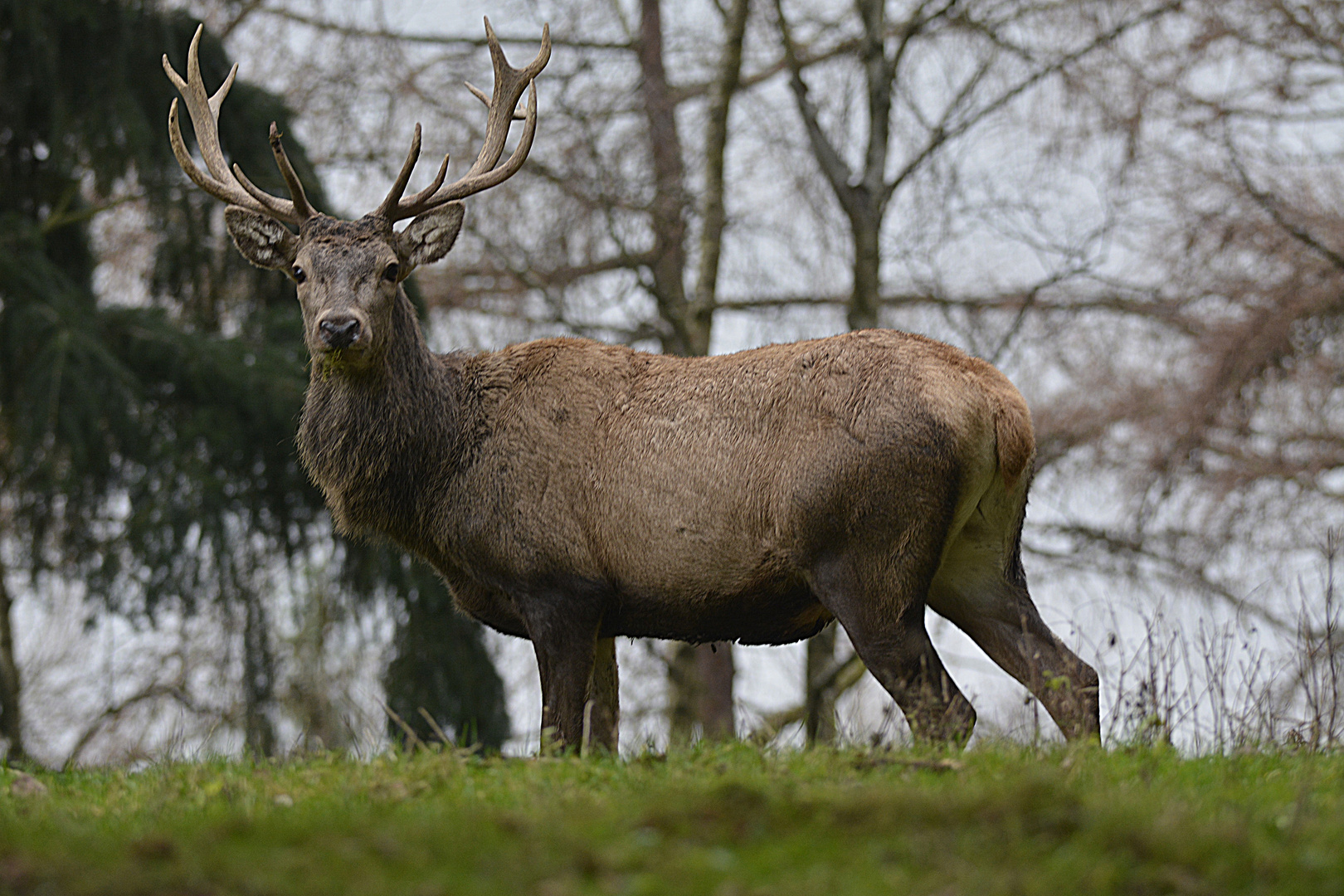 Junggeselle Foto & Bild tiere, wildlife, säugetiere Bilder auf