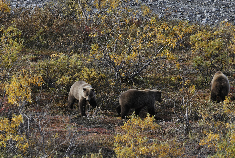 Junggesellen Gruppe im Denali NP