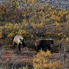 Junggesellen Gruppe im Denali NP