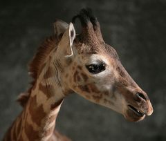 Junggiraffe