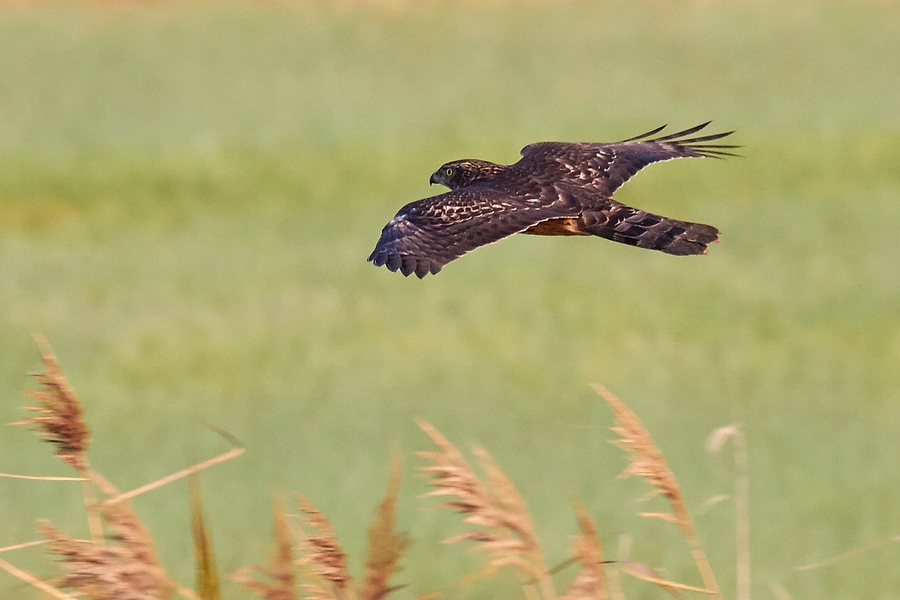 Junghabicht bei der Jagd